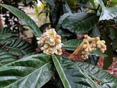 Lokvát japonský (Eriobotrya japonica (Thunb.) Lindl.)