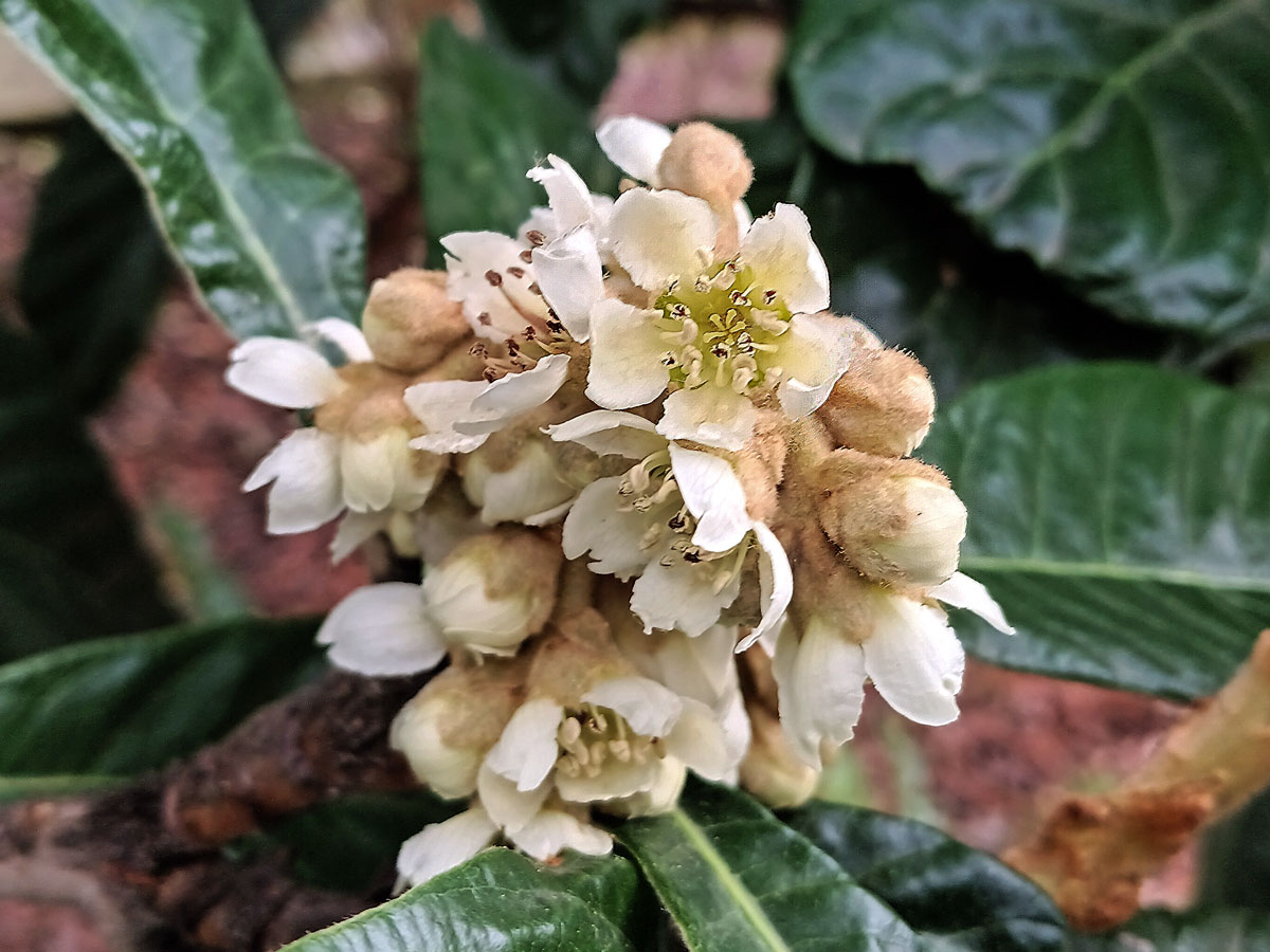 Lokvát japonský (Eriobotrya japonica (Thunb.) Lindl.)