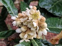 Lokvát japonský (Eriobotrya japonica (Thunb.) Lindl.)