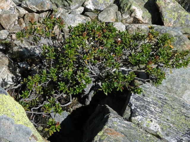 Pěnišník rezavý (Rhododendron ferrugineum L.)