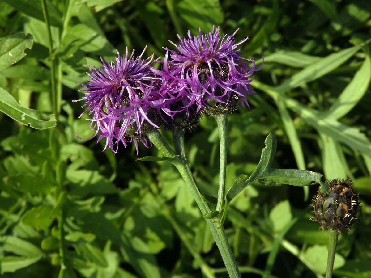 Chrpa čekánek (Centaurea scabiosa L.)