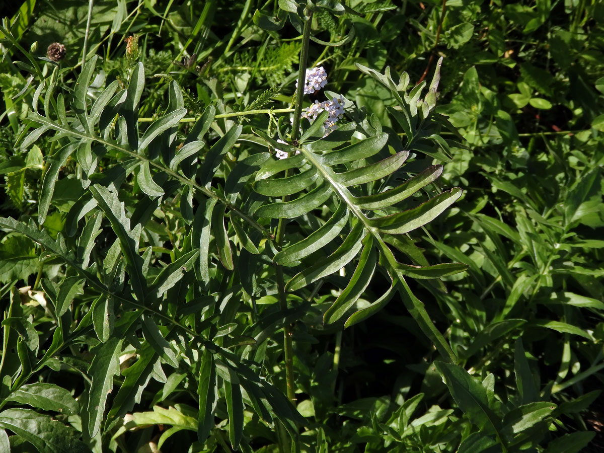 Chrpa čekánek (Centaurea scabiosa L.)