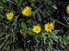 Volovec vrbolistý (Buphthalmum salicifolium L.)