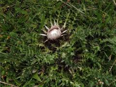 Pupava bezlodyžná (Carlina acaulis L.)