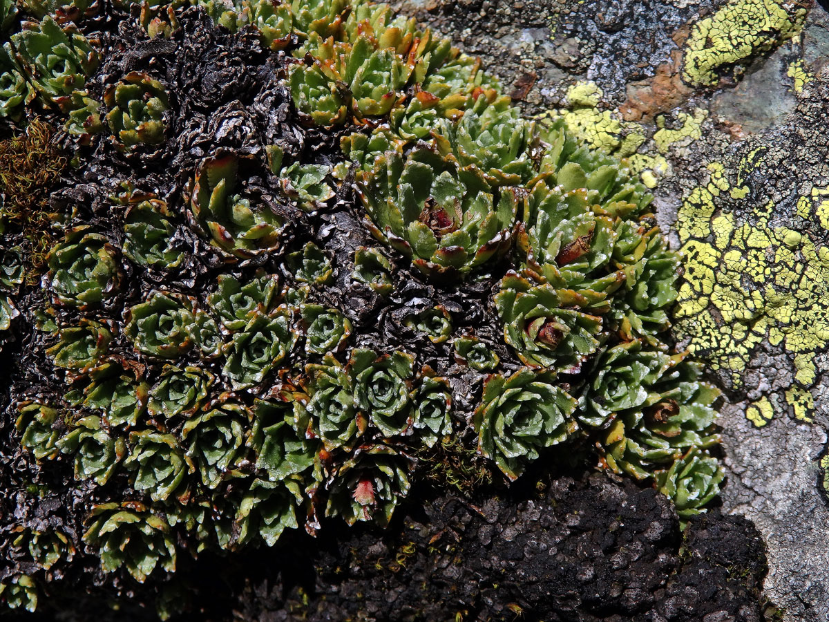 Lomikámen vždyživý (Saxifraga panicullata Miller)