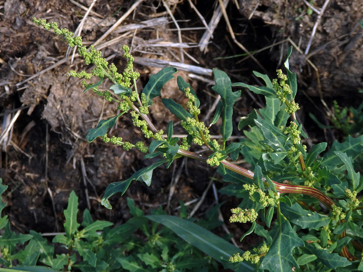 Merlík sivý (Chenopodium glaucum L.)
