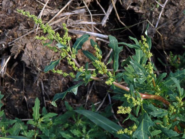 Merlík sivý (Chenopodium glaucum L.)