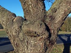 Třešeň ptačí (Prunus avium (L.) L.) (87) s nádorem na kmeni