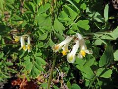 Chocholačka bílá (Pseudofumaria alba (Mill.) Lidén)