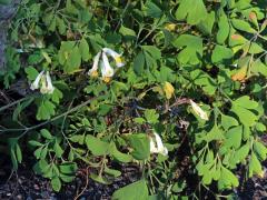 Chocholačka bílá (Pseudofumaria alba (Mill.) Lidén)