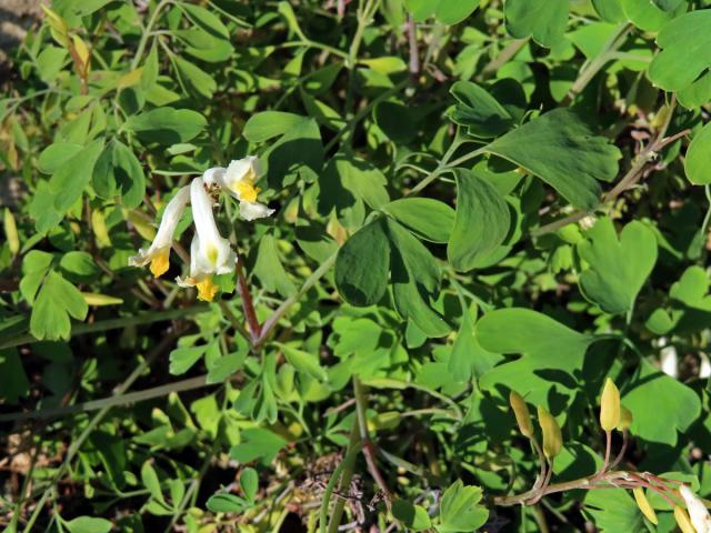 Chocholačka bílá (Pseudofumaria alba (Mill.) Lidén)