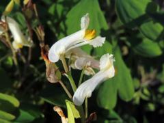 Chocholačka bílá (Pseudofumaria alba (Mill.) Lidén)
