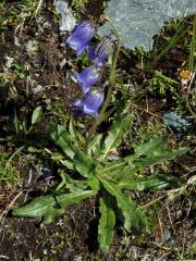 Zvonek vousatý (Campanula barbata L.)