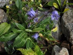 Zvonek vousatý (Campanula barbata L.)