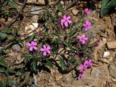 Mydlice bazalkovitá (Saponaria ocymoides L.)
