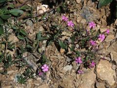 Mydlice bazalkovitá (Saponaria ocymoides L.)