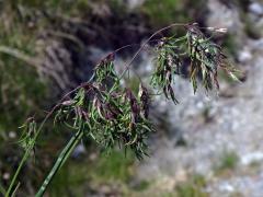 Lipnice alpská (Poa alpina L.)