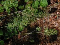 Lipnice cibulkatá (Poa bulbosa L.) postižená proliferací