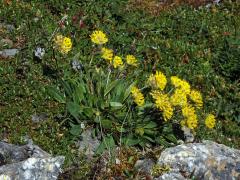 Úročník bolhoj (Anthyllis vulneraria subsp. alpestris (Schult.) Asch. et Graebn.)