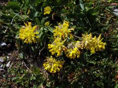 Úročník bolhoj (Anthyllis vulneraria subsp. alpestris (Schult.) Asch. et Graebn.)