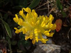 Úročník bolhoj (Anthyllis vulneraria subsp. alpestris (Schult.) Asch. et Graebn.)