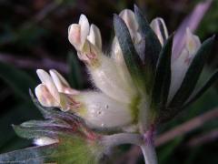 Úročník bolhoj (Anthyllis vulneraria L.)