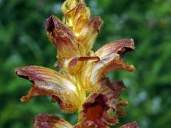 Záraza štíhlá (Orobanche gracilis Sm.)