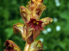 Záraza štíhlá (Orobanche gracilis Sm.)