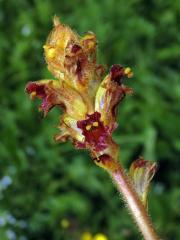 Záraza štíhlá (Orobanche gracilis Sm.)