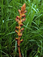 Záraza štíhlá (Orobanche gracilis Sm.)