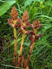 Záraza štíhlá (Orobanche gracilis Sm.)