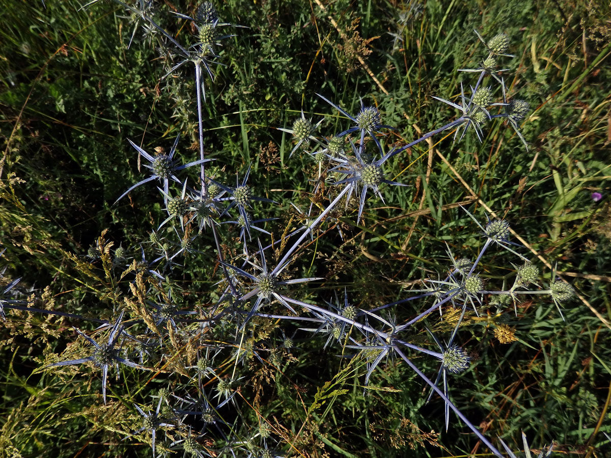 Máčka (Eryngium caeruleum M. Bieb.)