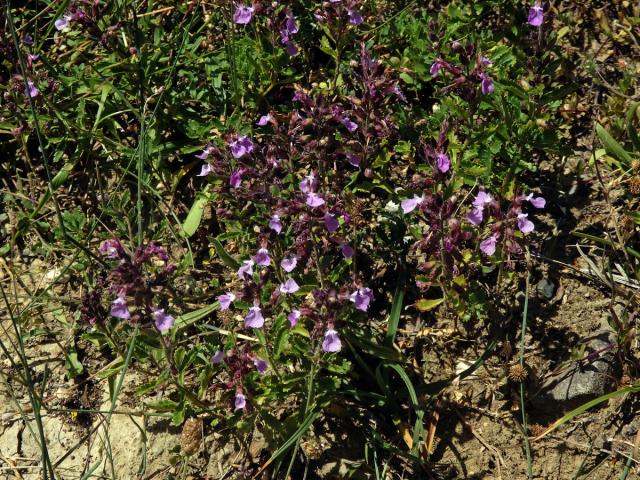 Ožanka hyrkanská (Teucrium hyrcanicum L.)