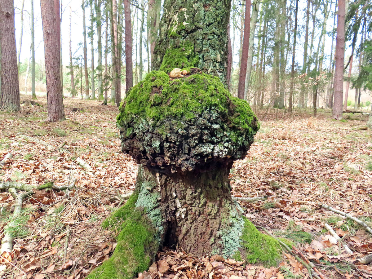 Nádor na bříze bělokoré (Betula pendula Roth) (101a)
