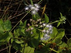 Chromolaena odorata (L.) R. M. King & H. Rob.