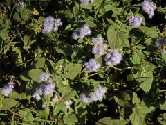 Nestařec americký (Ageratum houstonianum Mill.)