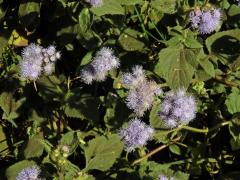 Nestařec americký (Ageratum houstonianum Mill.)