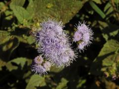 Nestařec americký (Ageratum houstonianum Mill.)