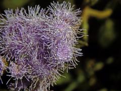 Nestařec americký (Ageratum houstonianum Mill.)