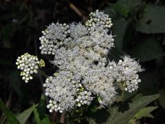 Austroeupatorium inulifolium  (Kunth) R. M. King & H. Rob.