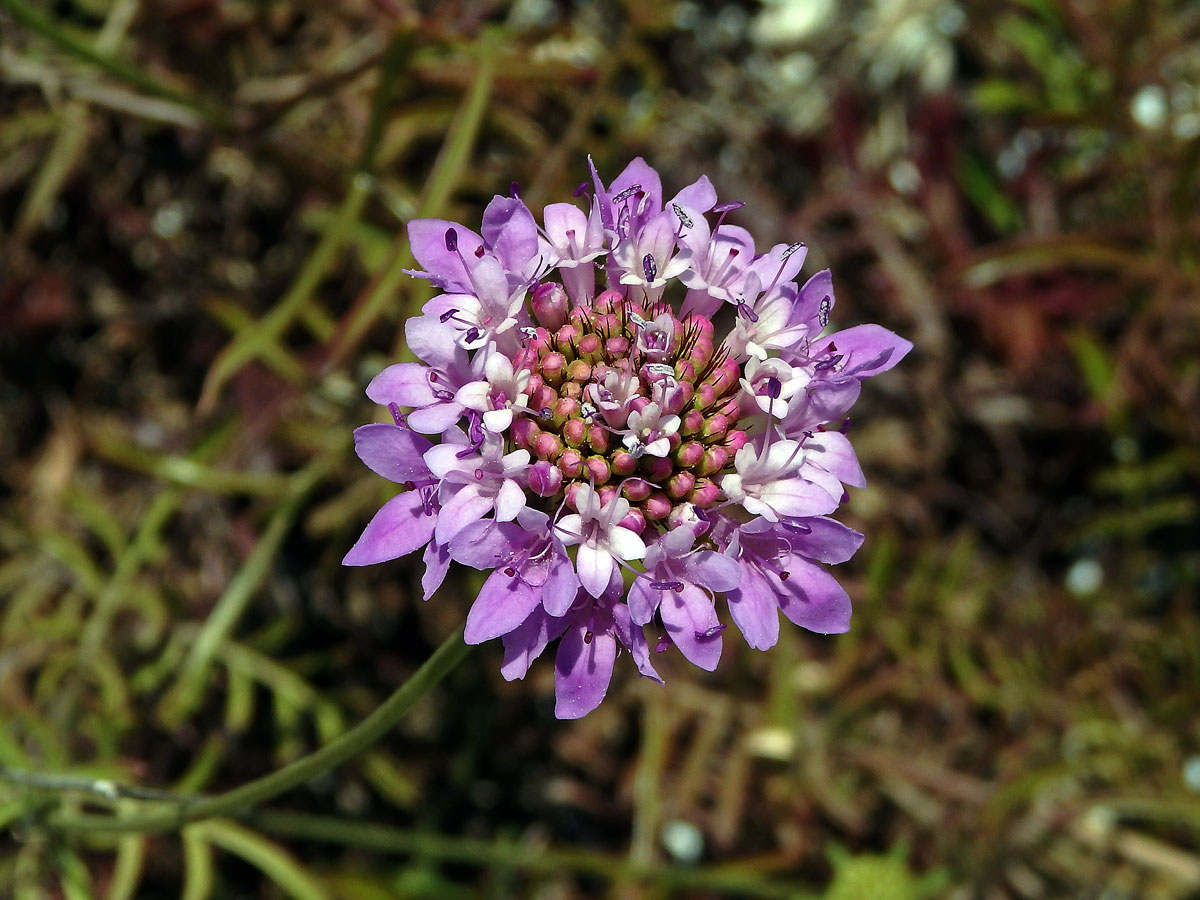 Hlaváč (Scabiosa maritima L.)