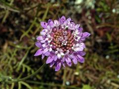 Hlaváč (Scabiosa maritima L.)