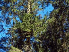 Čarověník na smrku ztepilém (Picea abies (L.) Karsten) (15)