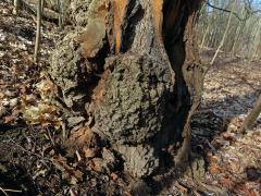 Tumor na akátu (Robinia pseudoacacia L.) (51)