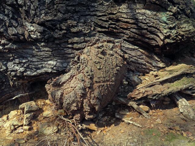 Nádor na dubu letním (Quercus robur L.) (70)