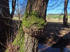 Tumor na olši lepkavé (Alnus glutinosa (L.) Gaertn.) (44)