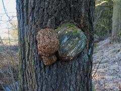 Tumor na olši lepkavé (Alnus glutinosa (L.) Gaertn.) (45)