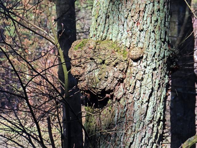 Tumor na olši lepkavé (Alnus glutinosa (L.) Gaertn.) (46d)