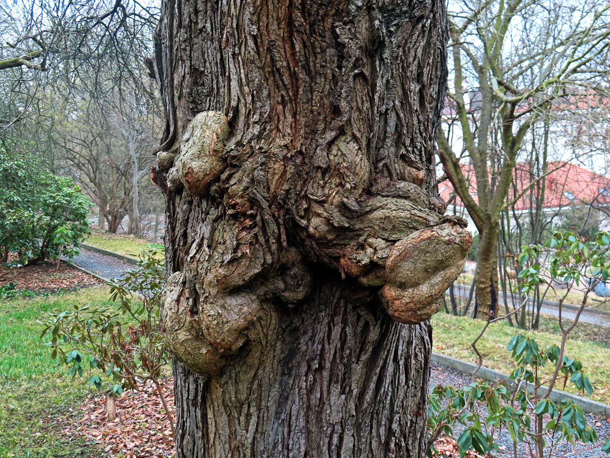 Slivoň obecná (Prunus insititia L.) (88a) s nádory na kmeni