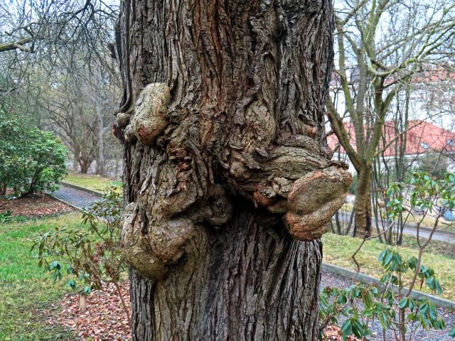 Slivoň obecná (Prunus insititia L.) (88a) s nádory na kmeni